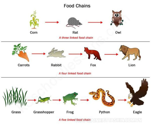 Sự đa dạng của hệ sinh thái dị dưỡng trong tự nhiên